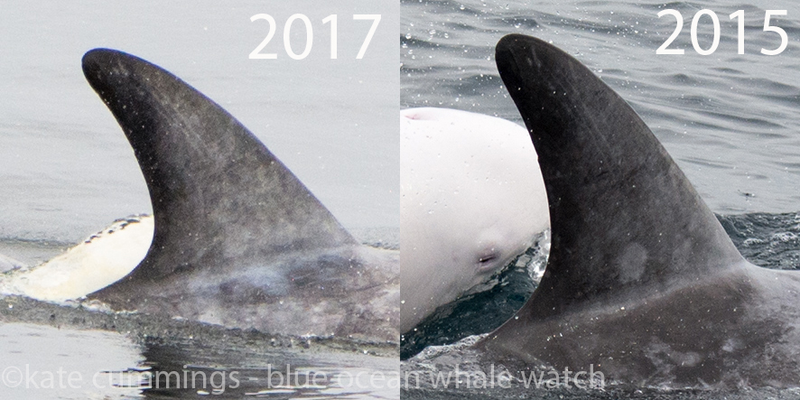 Image Courtesy of Kate Cummings, Blue Ocean Whale Watch